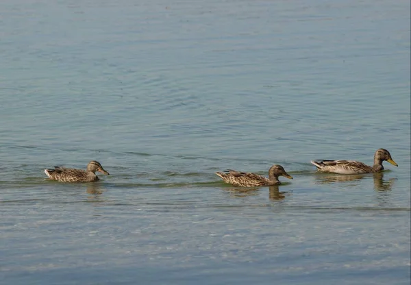 Scenic View Cute Mallard Duck Nature — Stock Photo, Image