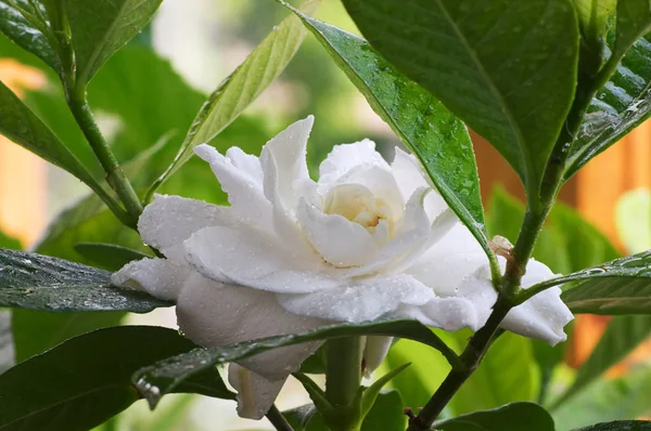 Rain drops in the Gardenia flower