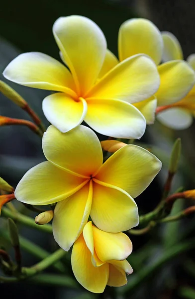 Frangipani Plumeria Pétalos Flores —  Fotos de Stock