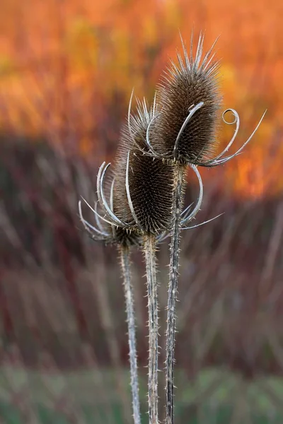 Wildkarde Winter — Stockfoto