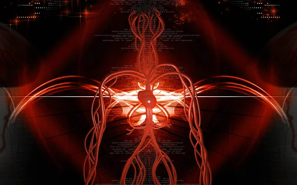 Digital Illustration Vascular System Colour Background — Stock Photo, Image