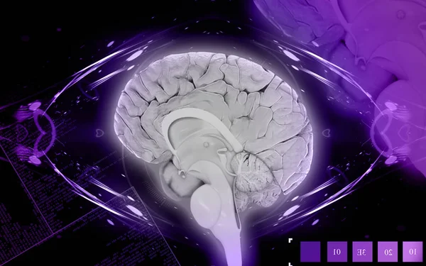 Цифровая Иллюстрация Мозга Цветном Фоне — стоковое фото