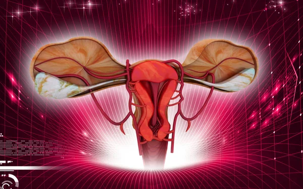 Ψηφιακή Απεικόνιση Του Uterus Έγχρωμο Φόντο — Φωτογραφία Αρχείου