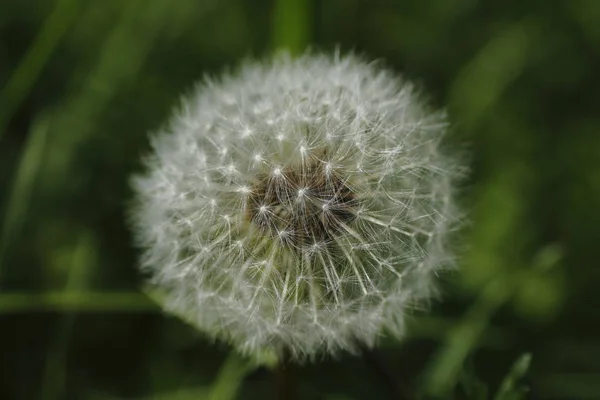 Prachtig Uitzicht Natuurlijke Paardebloem — Stockfoto