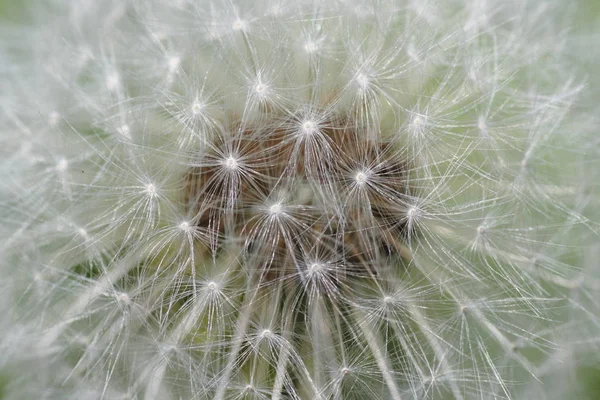 Vacker Utsikt Över Naturliga Maskros Blomma — Stockfoto