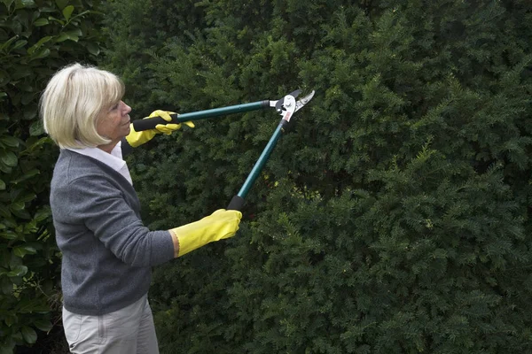 Senior Woman Works Garden — Stock Photo, Image