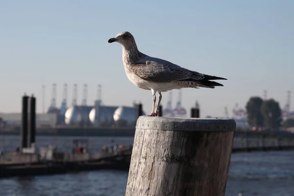 Malerischer Blick Auf Schöne Möwenvögel Der Natur — Stockfoto