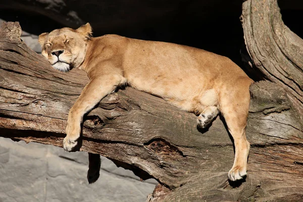 León Africano Salvaje Gato Grande Animal —  Fotos de Stock