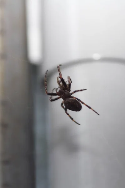 Close Van Een Insect Wilde Natuur — Stockfoto