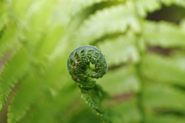 Beautiful Botanical Shot Natural Wallpaper — Stock Photo, Image