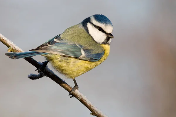 Scenic View Beautiful Blue Tit Nature — Stock Photo, Image