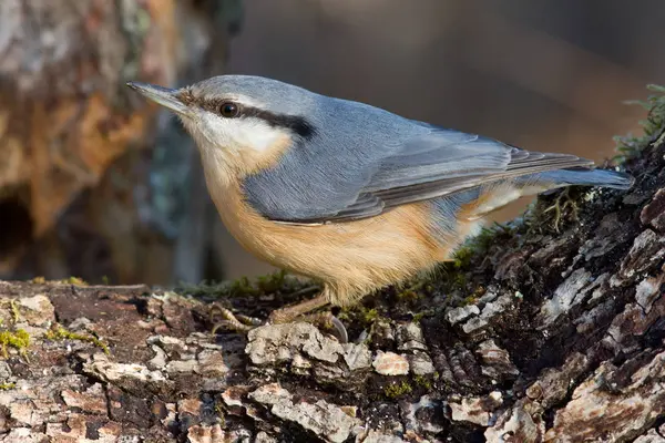 Festői Kilátás Gyönyörű Nuthatch Madár — Stock Fotó