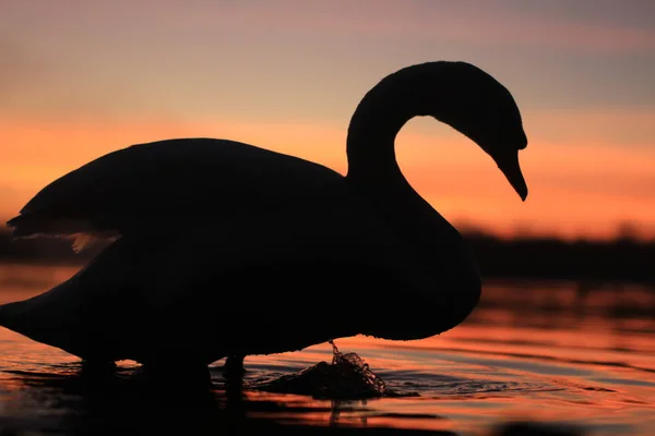 Vista Panorâmica Cisne Majestoso Natureza — Fotografia de Stock