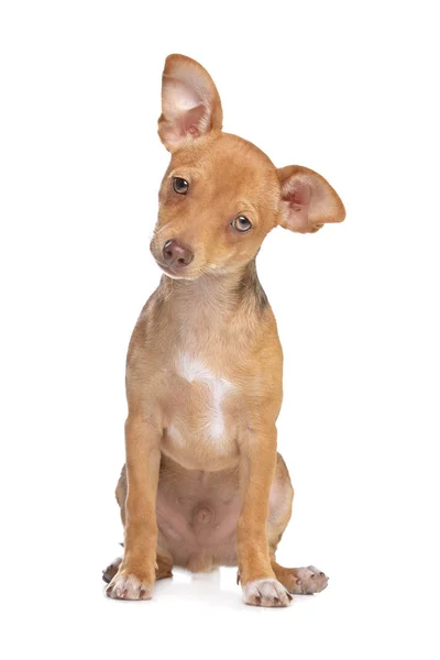Chihuahua Raza Mixta Perro Pincher Miniatura Frente Fondo Blanco — Foto de Stock