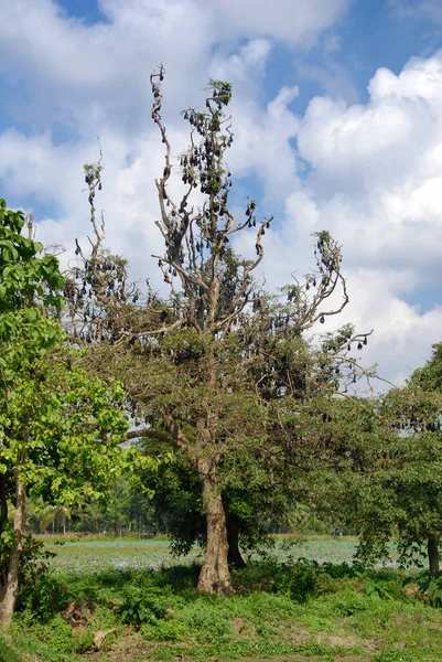 Hundreds Sleeping Bats Hanging Tree Branches Sri Lanka — Stock Photo, Image