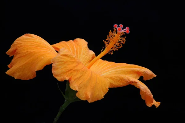 Γραφικό Όμορφο Πολύχρωμο Λουλούδι Ιβίσκος — Φωτογραφία Αρχείου