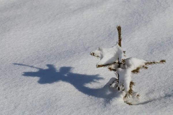 Eine Schöne Kleine Kiefer Winter — Stockfoto