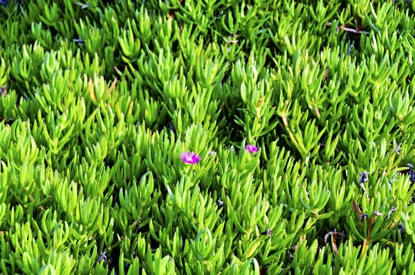 異なる花 選択的焦点 — ストック写真