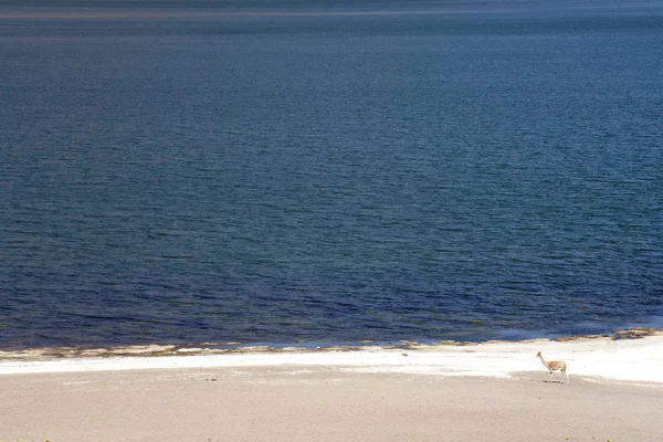 Lagunas Miscanti Meniques Pustyni Atacama Pobliżu Andów — Zdjęcie stockowe