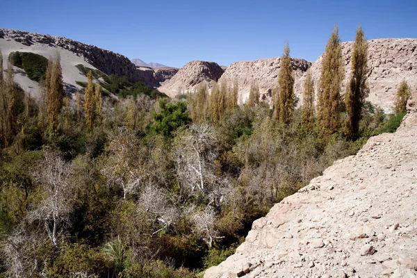 Toconao Village Oasis Atacama Desert — Stock Photo, Image