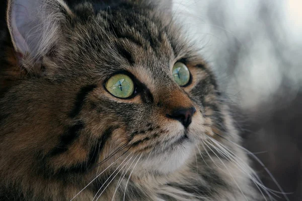 Bosque Noruego Muy Joven Gato —  Fotos de Stock