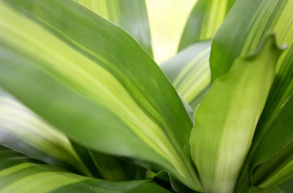 Blätter Detail Einer Kleinen Palme — Stockfoto