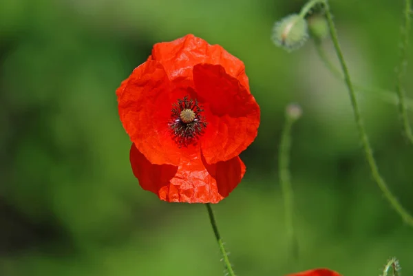 Vista Cerca Hermosas Flores Amapola Silvestre — Foto de Stock