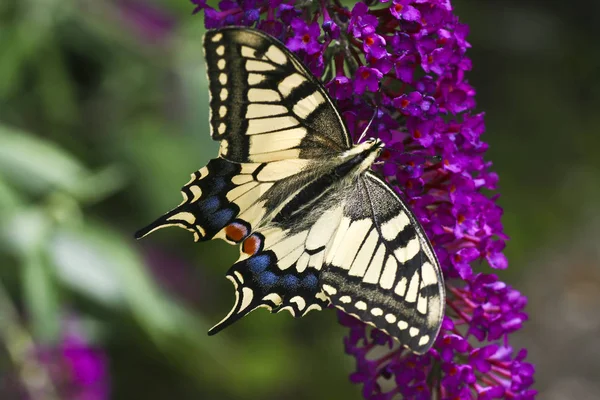 Primo Piano Della Farfalla Habitat Concetto Natura Selvaggia — Foto Stock