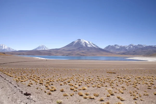 Lagunas Miscanti Meniques Pustyni Atacama Pobliżu Andów — Zdjęcie stockowe