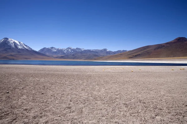 Lagunas Miscanti Meniques Pustyni Atacama Pobliżu Andów — Zdjęcie stockowe