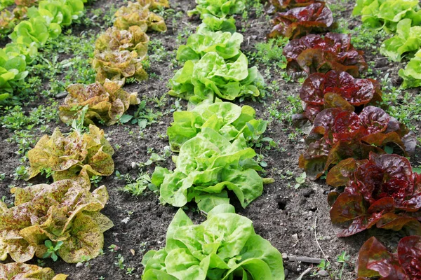 Nahaufnahme Von Frischem Leckerem Salat — Stockfoto