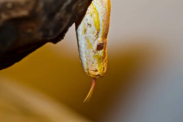 Vue Sur Majestueux Serpent Python Sauvage — Photo