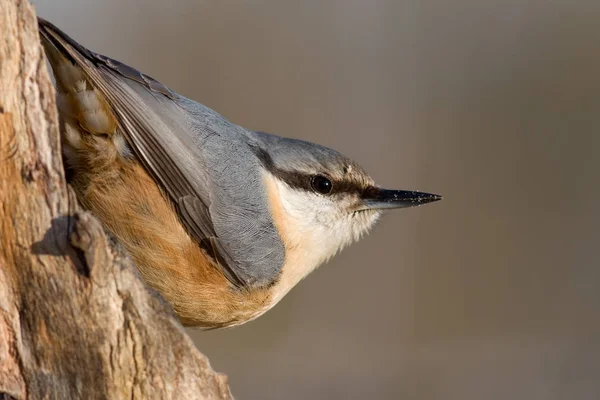 Vogelthema Malerischer Schuss — Stockfoto