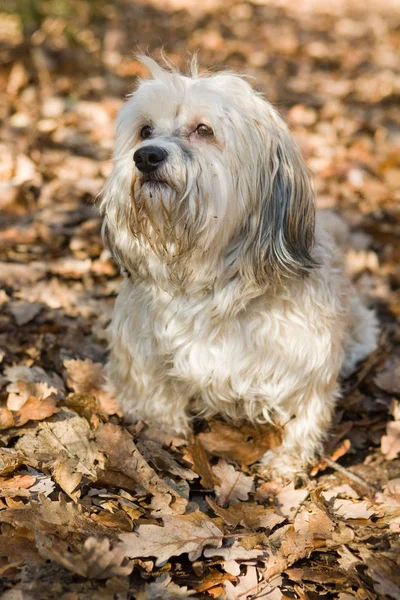 Portret Van Een Schattige Hond — Stockfoto