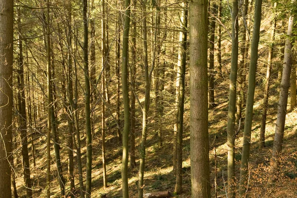 Bela Paisagem Floresta — Fotografia de Stock