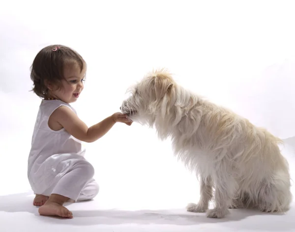 Een Klein Meisje Voedt Een Kleine Hond — Stockfoto