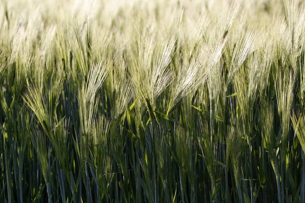 Agricultura Campo Con Cultivo Maíz — Foto de Stock