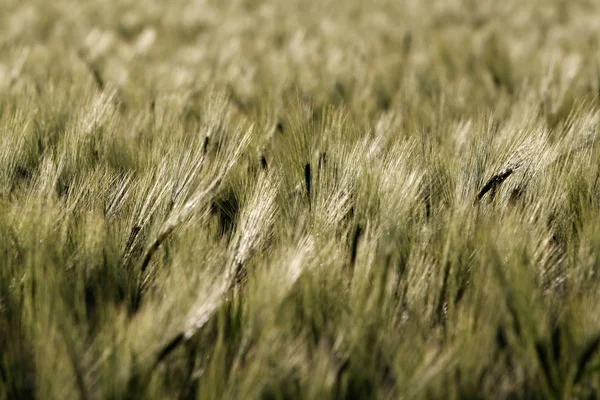 Zemědělství Venkovské Pole Rostoucí Pšenicí — Stock fotografie