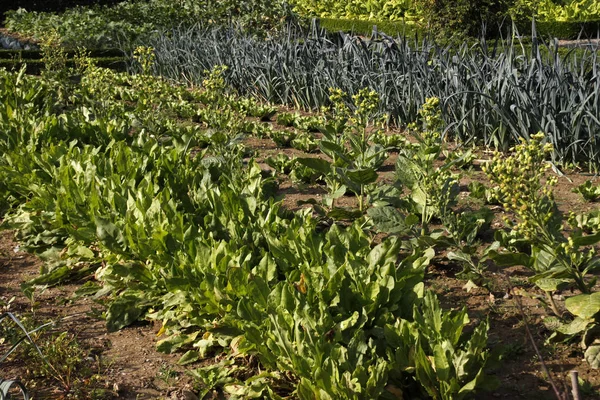 Vue Panoramique Sur Campagne Orientation Sélective — Photo