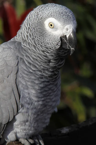 Scenic View Beautiful Parrot Bird — Stock Photo, Image