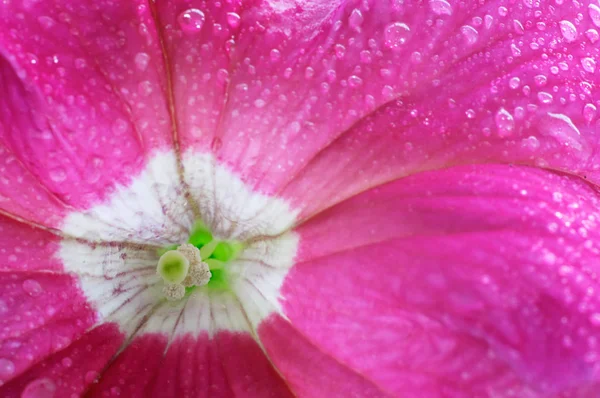 Hermoso Plano Botánico Fondo Pantalla Natural — Foto de Stock