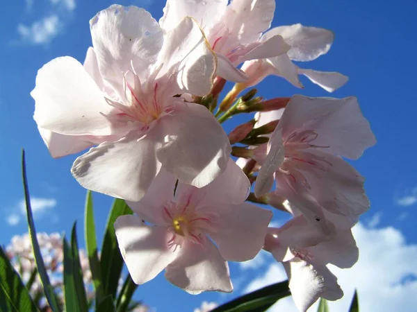 Mooi Botanisch Schot Natuurlijk Behang — Stockfoto