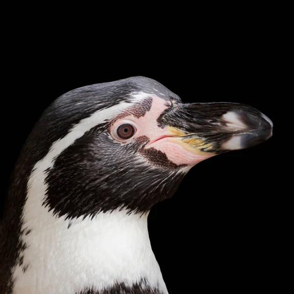 Vue Panoramique Des Oiseaux Pingouins Mignons Nature — Photo