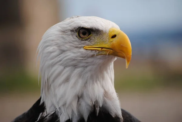 Vacker Utsikt Över Majestätisk Skallig Örn Vild Natur — Stockfoto