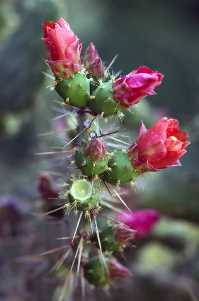 Cactus Exóticos Plantas Tropicales — Foto de Stock