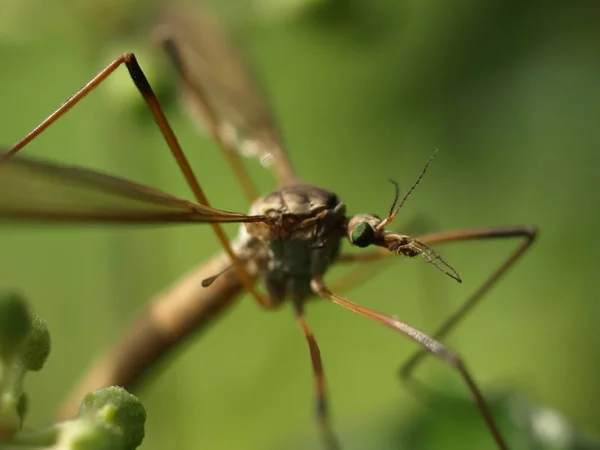 Primo Piano Macro Vista Insetti Libellula — Foto Stock