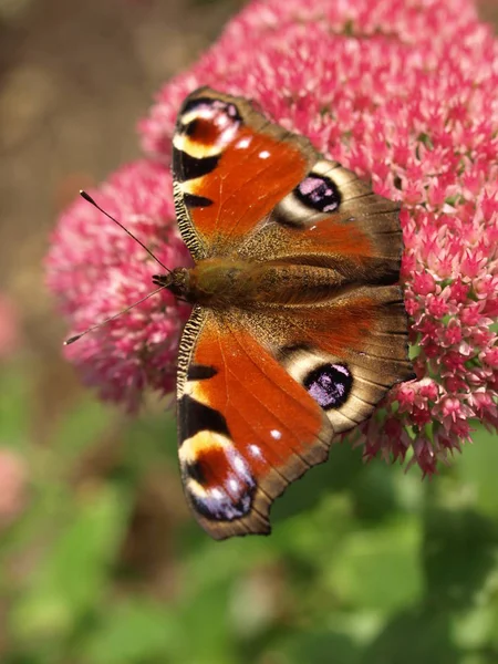 Pfauenauge Schmetterling Insekt — Stockfoto