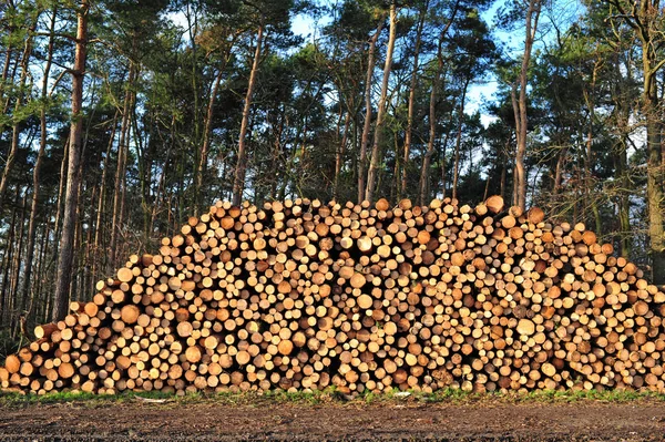 Lenha Empilhada Troncos Árvores — Fotografia de Stock