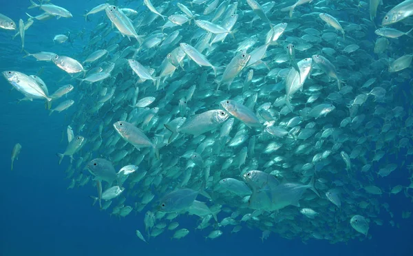 Makrelen Schwarm Aufgenommen Den Gewässern Der Philippinen — Stockfoto