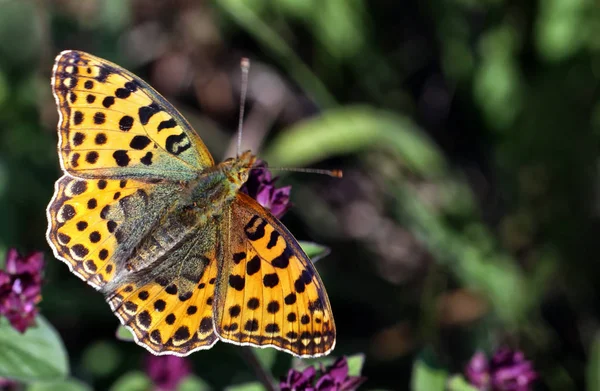 Vahşi Doğada Böceğe Yakın Çekim — Stok fotoğraf